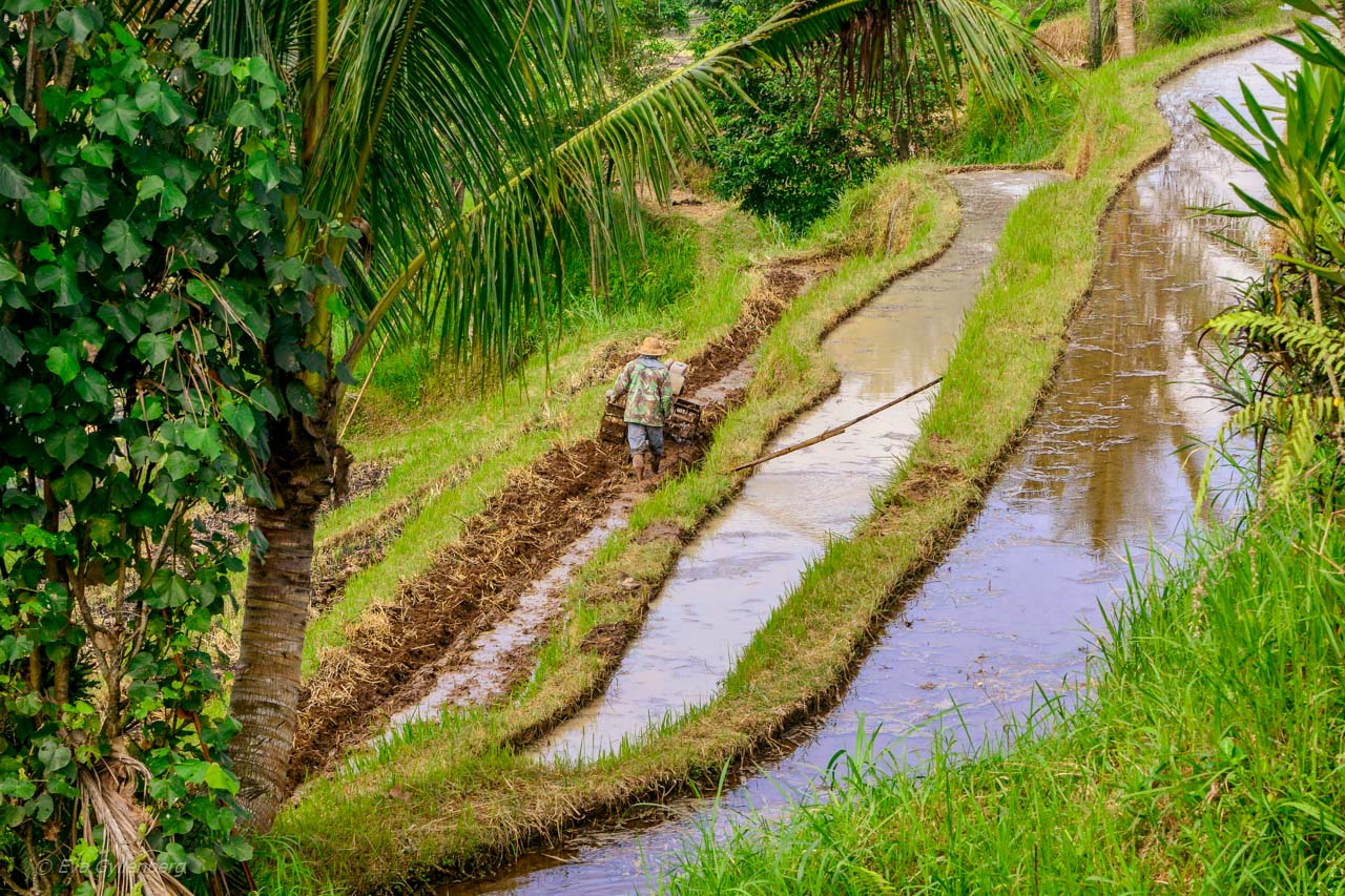 Jatiluwih - Risterrasser - Bali