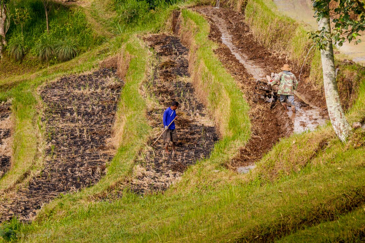 Jatiluwih - Risterrasser - Bali