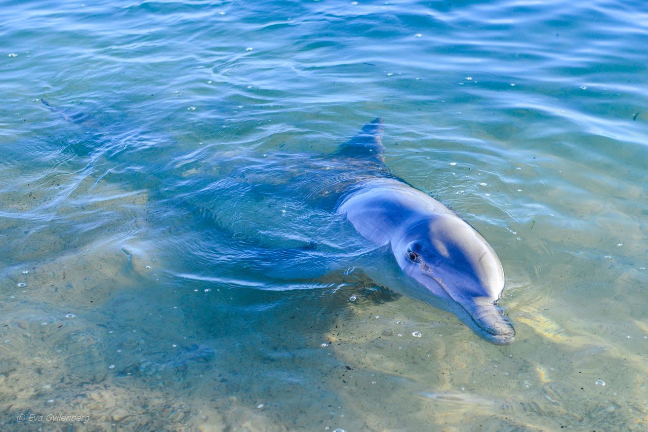 Glad delfin i Shark Bay