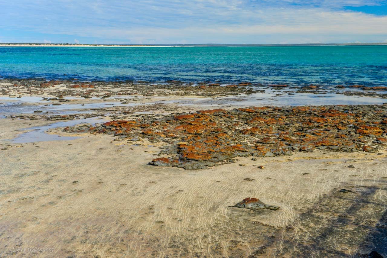 Levande stromatoliter vid Hamelin Pool, Shark Bay