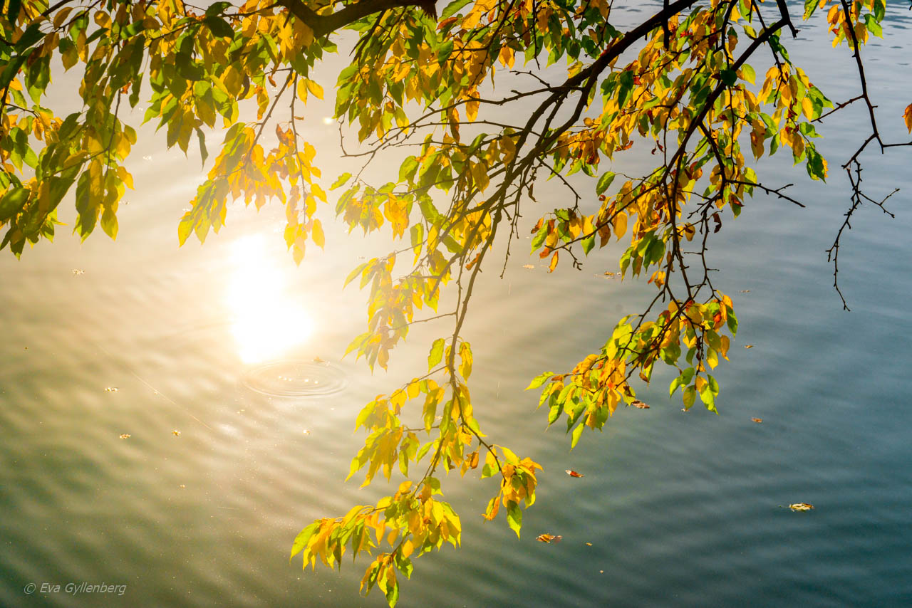Solskenet glittrar i Bledsjön