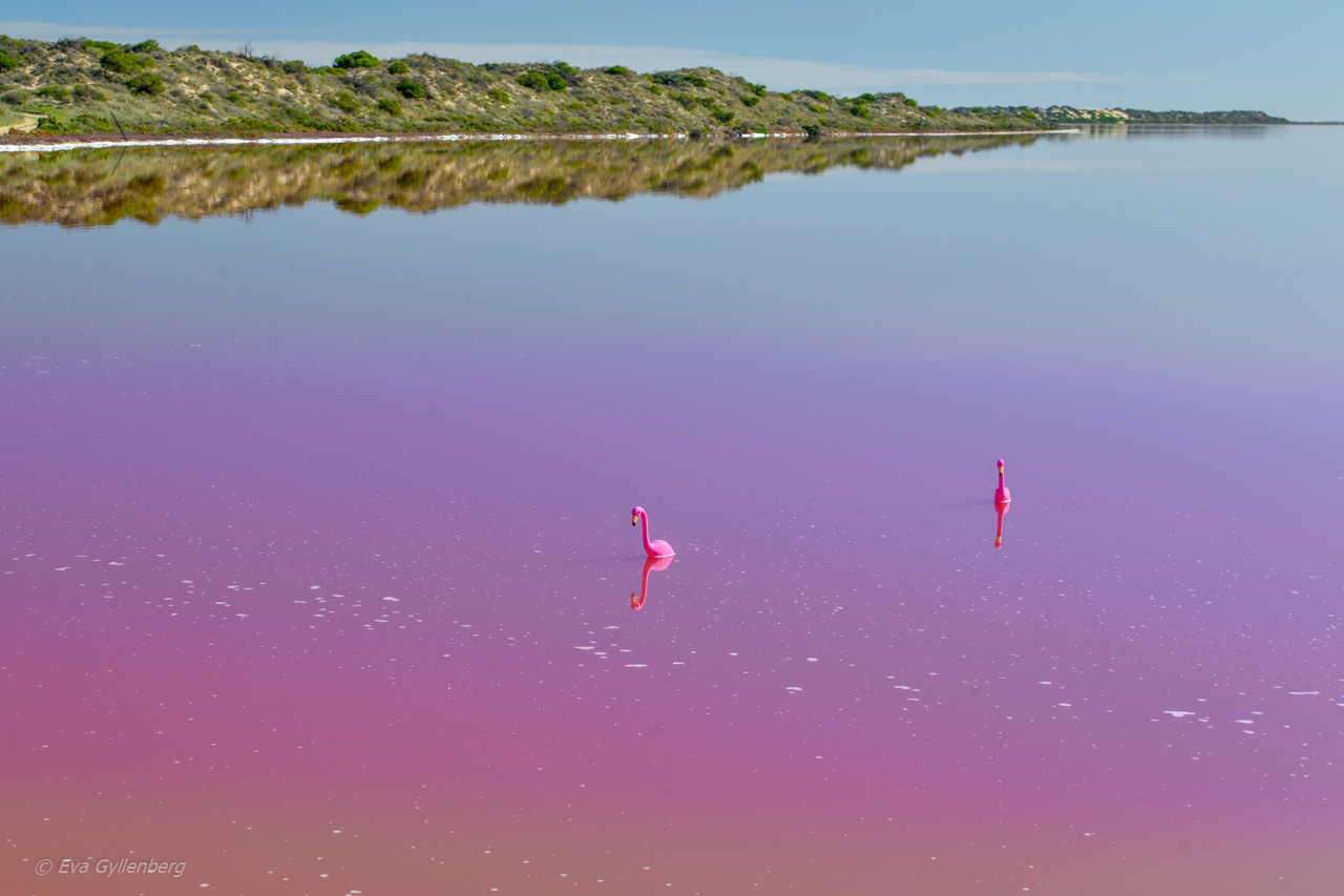 Rosa sjö i Australien
