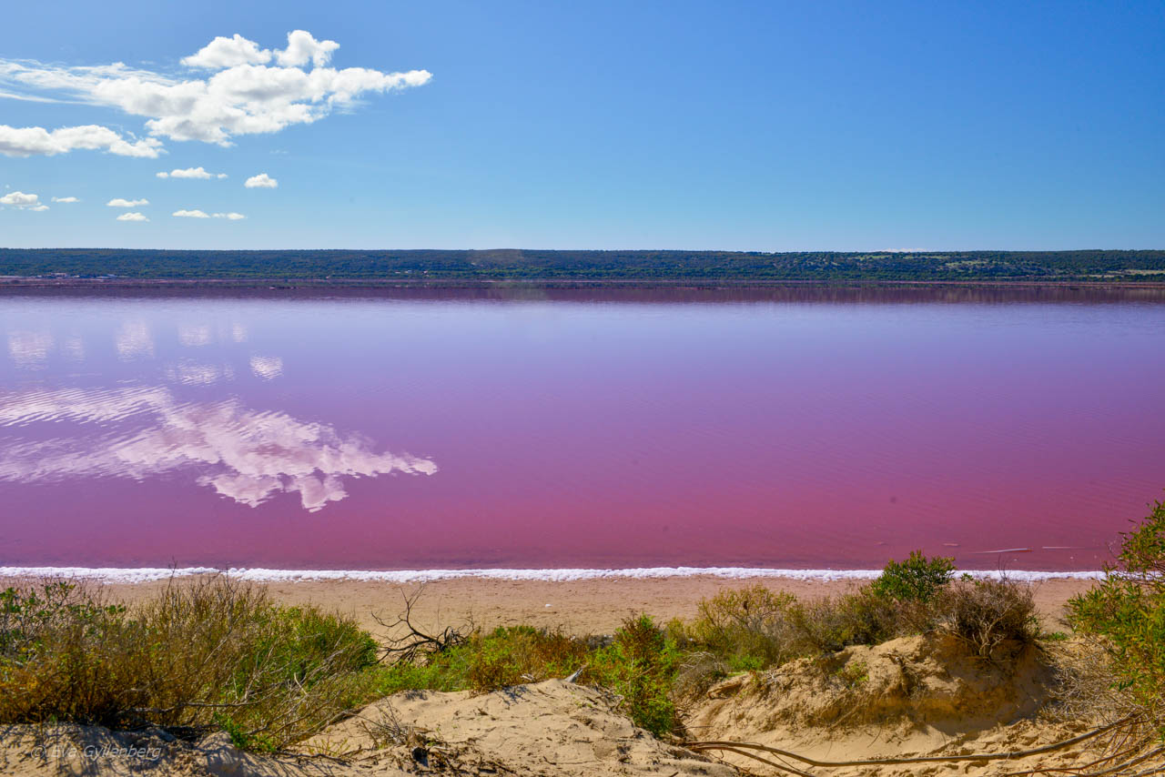 Den rosa sjön Hutt Lagoon