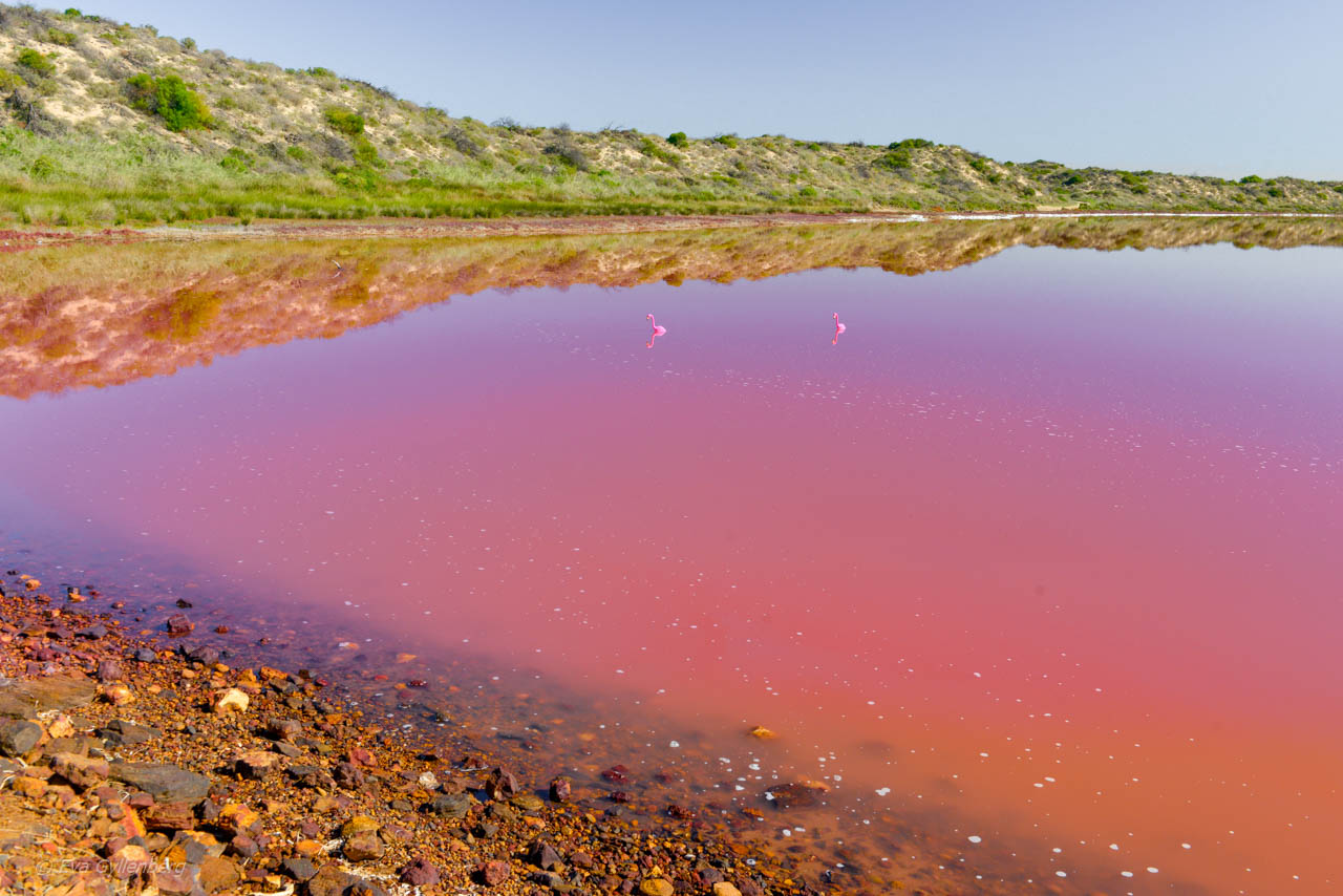 Den rosa sjön Hutt Lagoon i Australien
