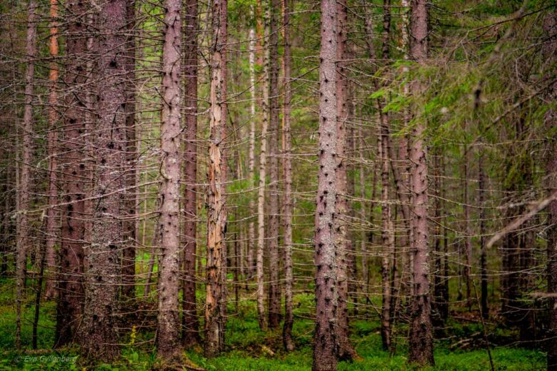Täta barrträd i Skuleskogens nationalpark