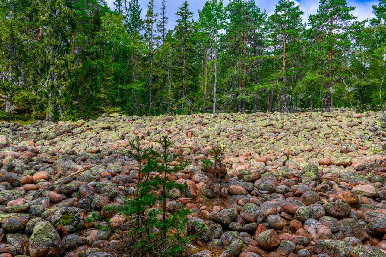 Rullstensås i Skuleskogen