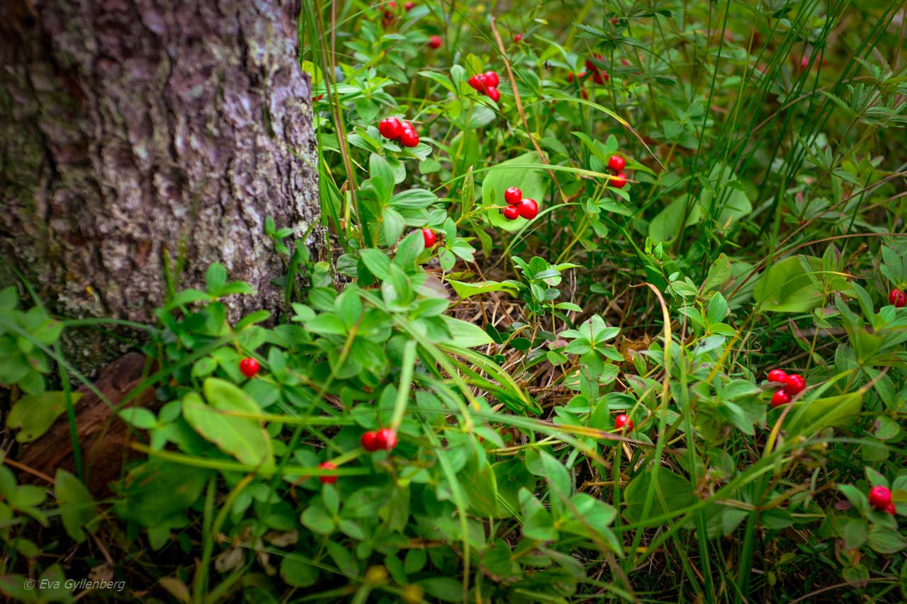 Kråkbär i Skuleskogen