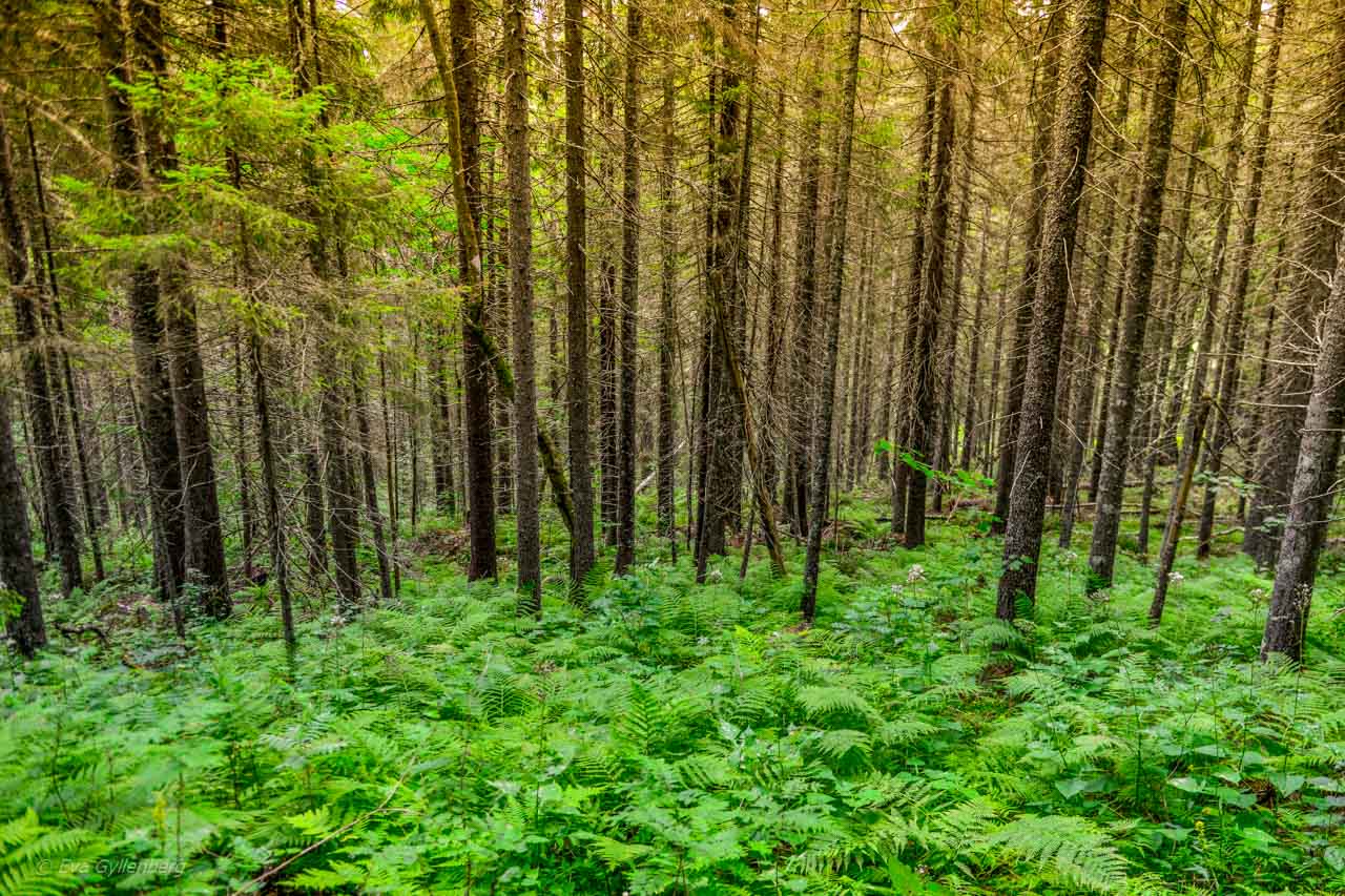 Grönskande granskog i Skuleskogen