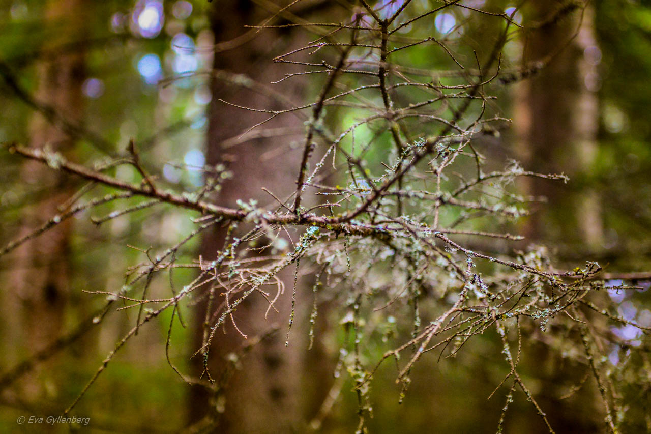 Långskägg på gran i Skuleskogen