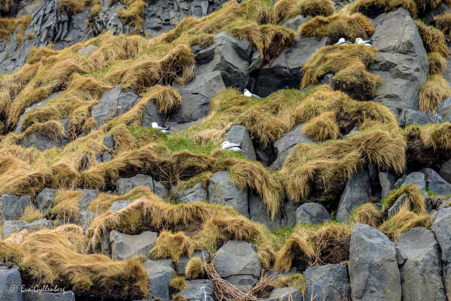 Reynisfjara-Island