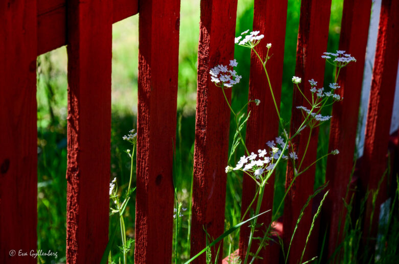 Rött staket på Ulvön