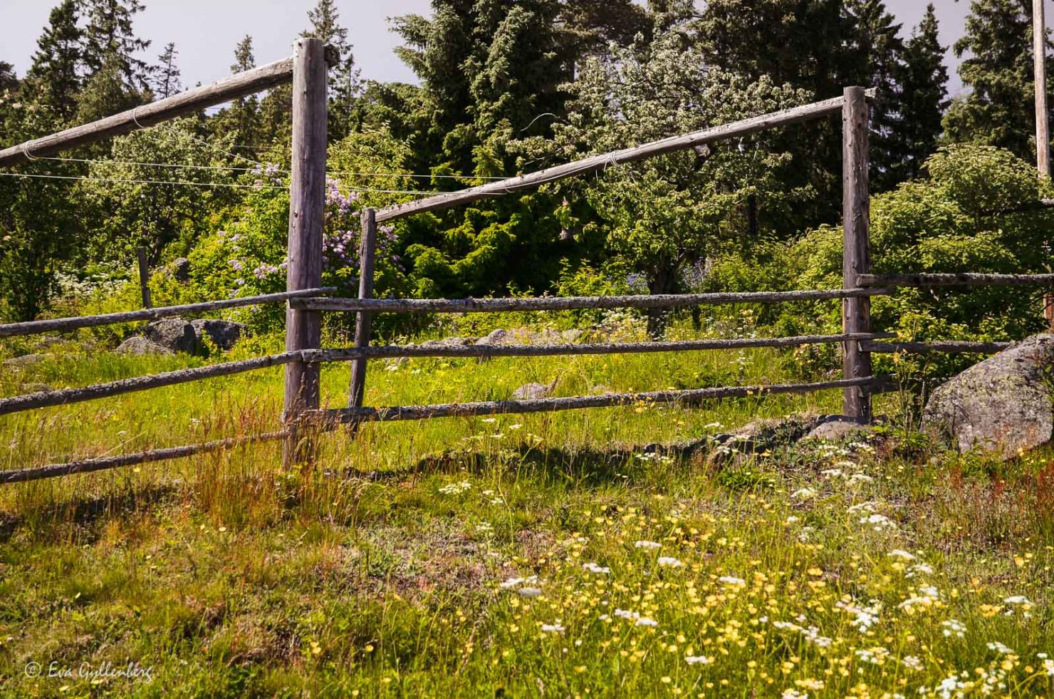 Nätkrokar på Ulvön - Höga kusten