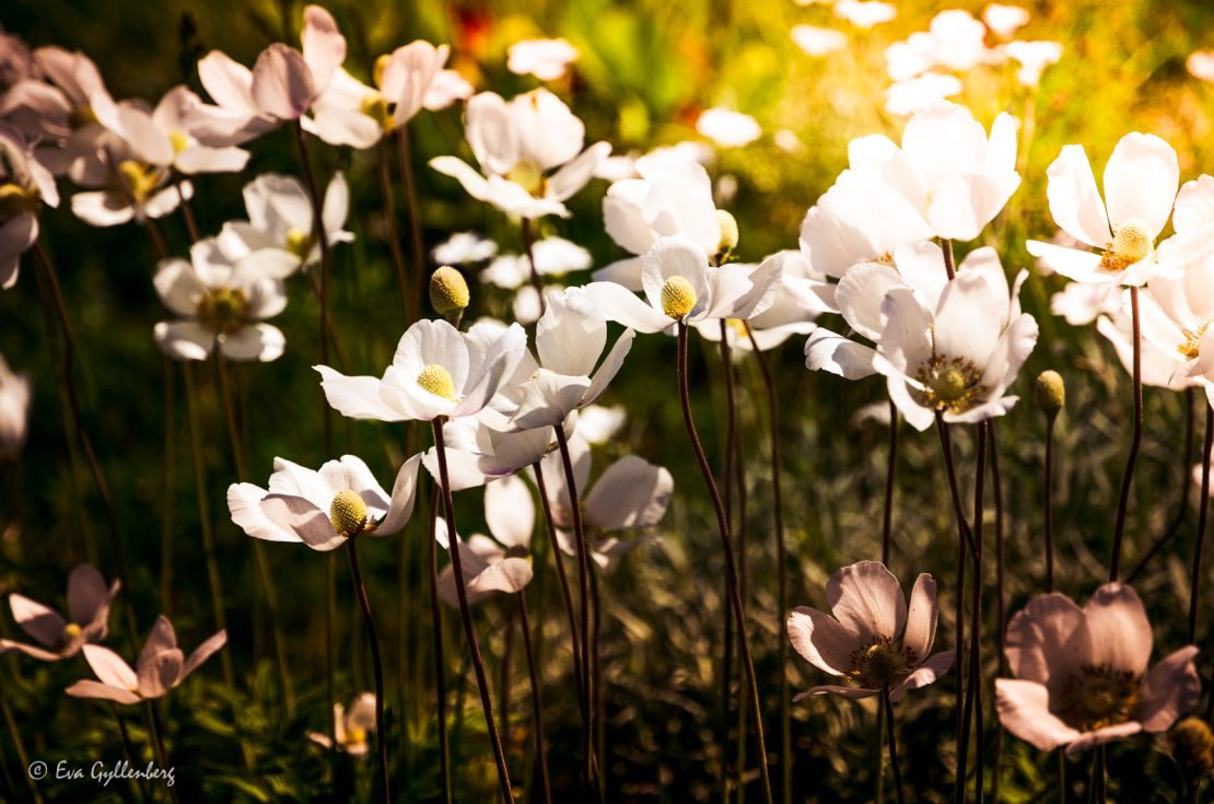 Blommor på Ulvön