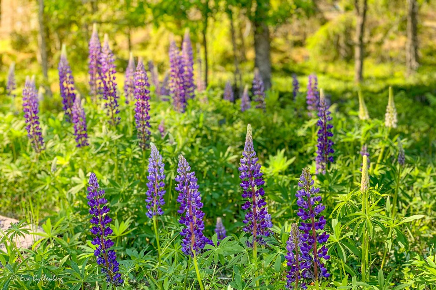 Björnö naturreservat