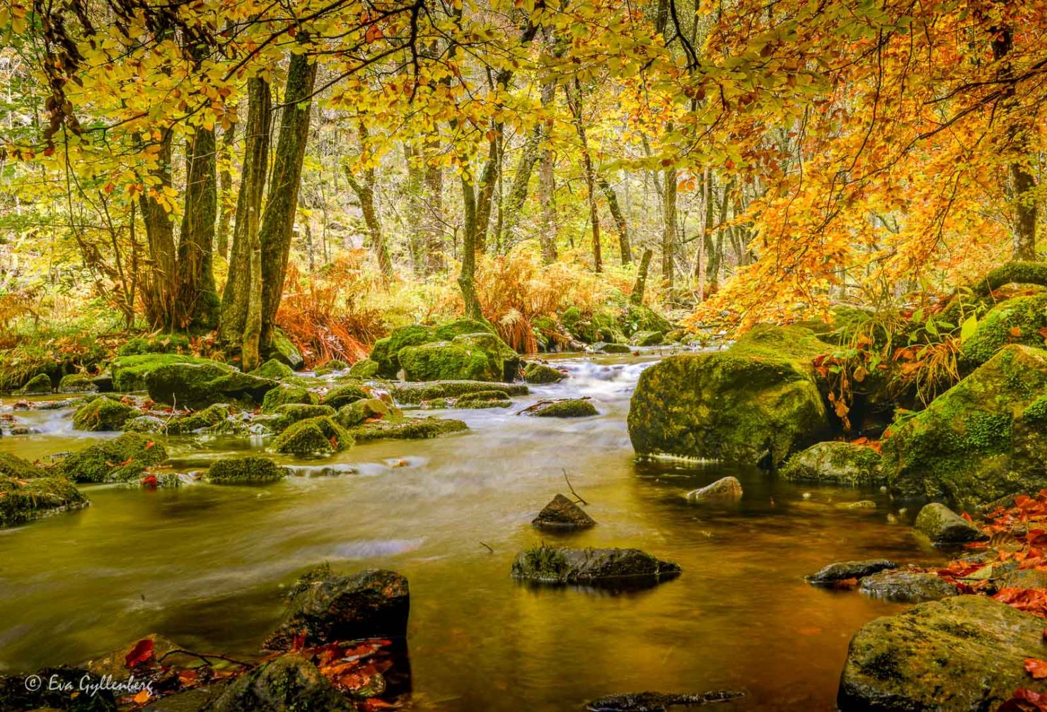 Rinnande vatten i Söderåsens nationalpark i höstskrud