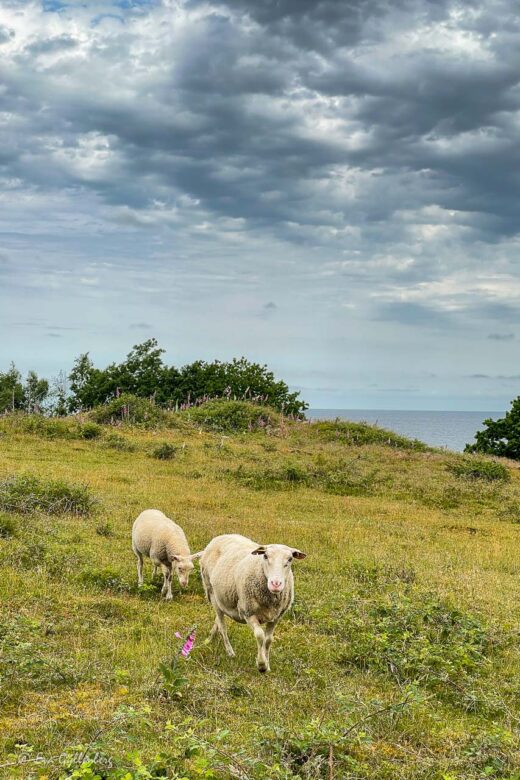 Två får går över Nabbens naturreservat