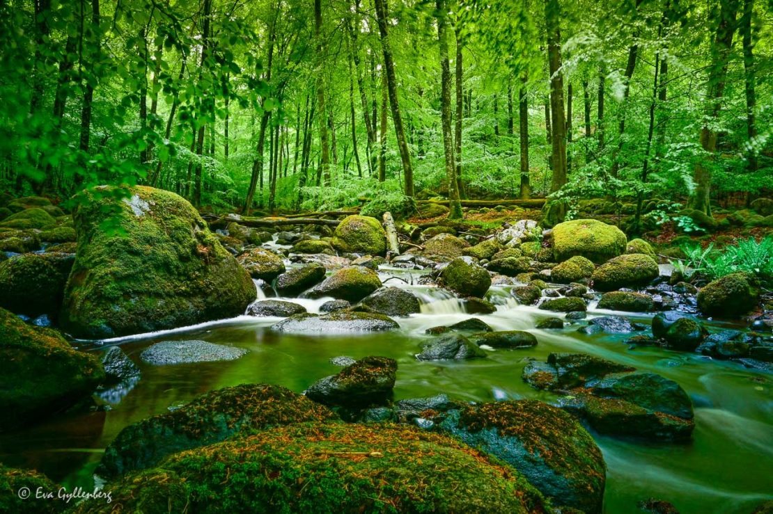 Rinnande vatten i ett väldigt grönt Åbjär naturreservat