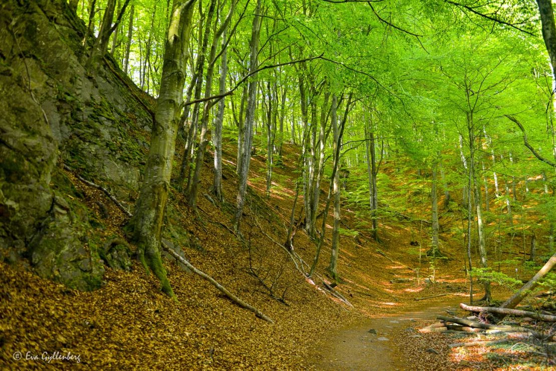 Forsakars ravin med vårgröna löv och branta sluttningar