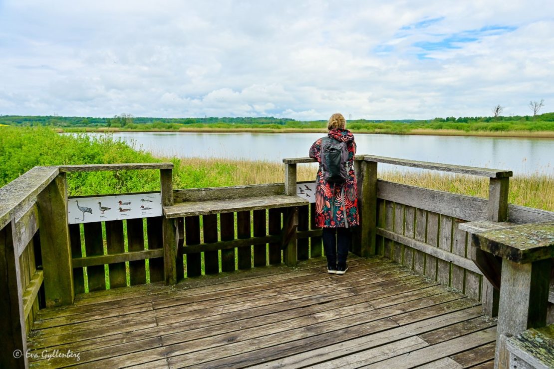 Kvinna spanar efter fåglar i Norra Lingenäset