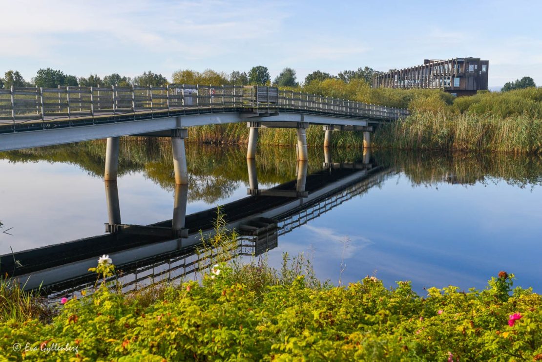 Vattenriket och Årummets naturum vid en bro