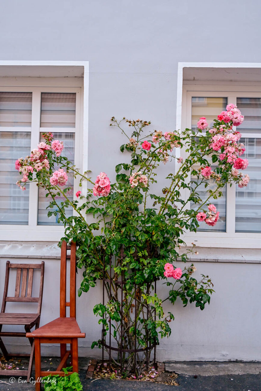 Rosa rosor växer på en fasad