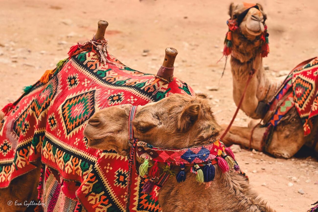 Tre kameler med röda täcken i öknen