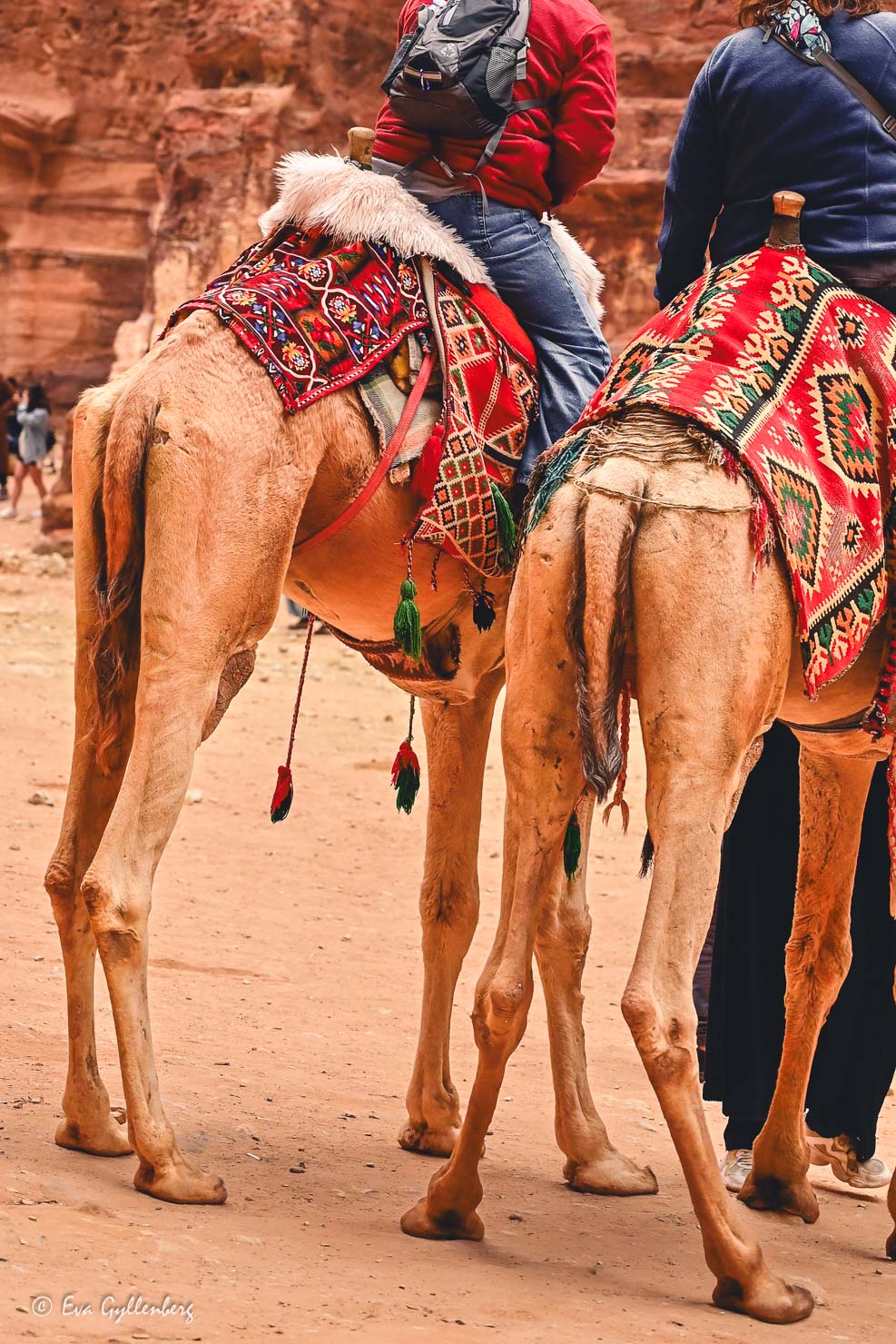Två kameler bakifrån med turister som rider på dem