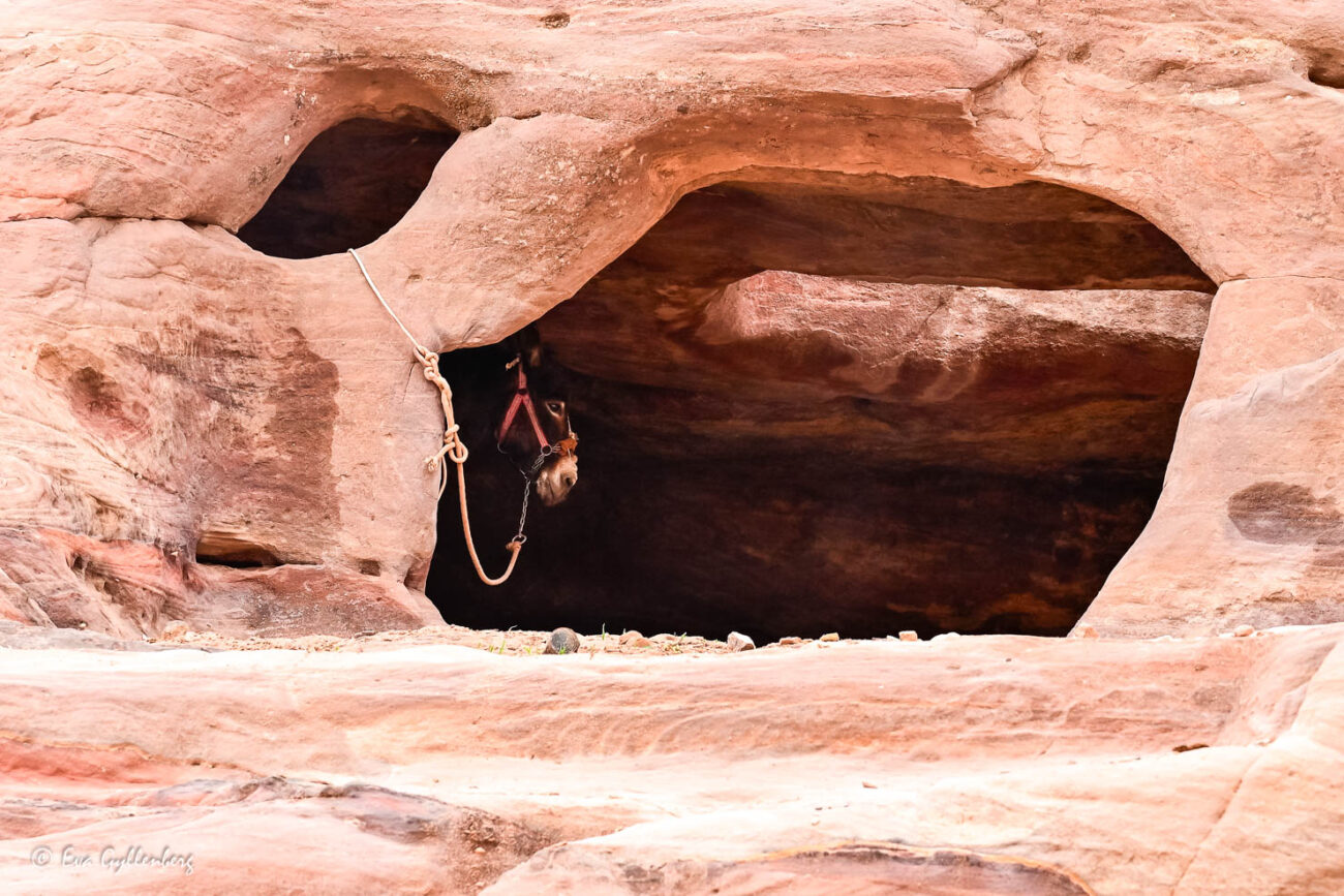 En åsna tittar fram ur ett stall urgröpt i en klippa i Petra
