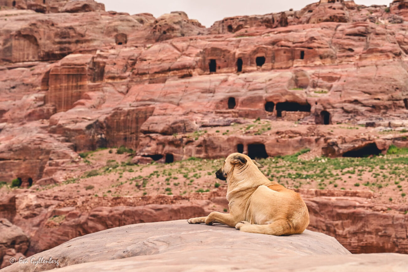 Hund vilar på en klippa med utsikt över i Petra