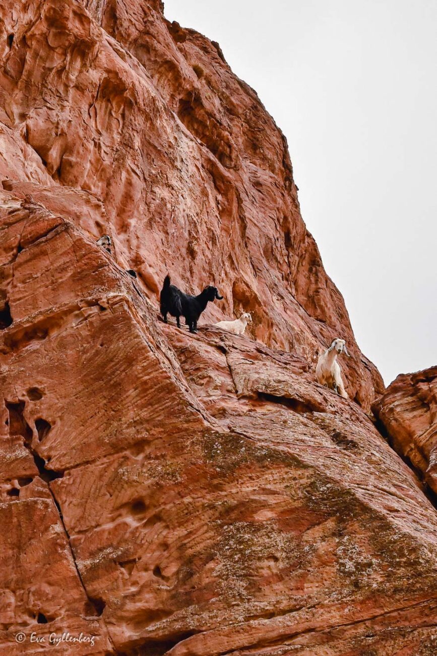 Getter klättrar på klipporna