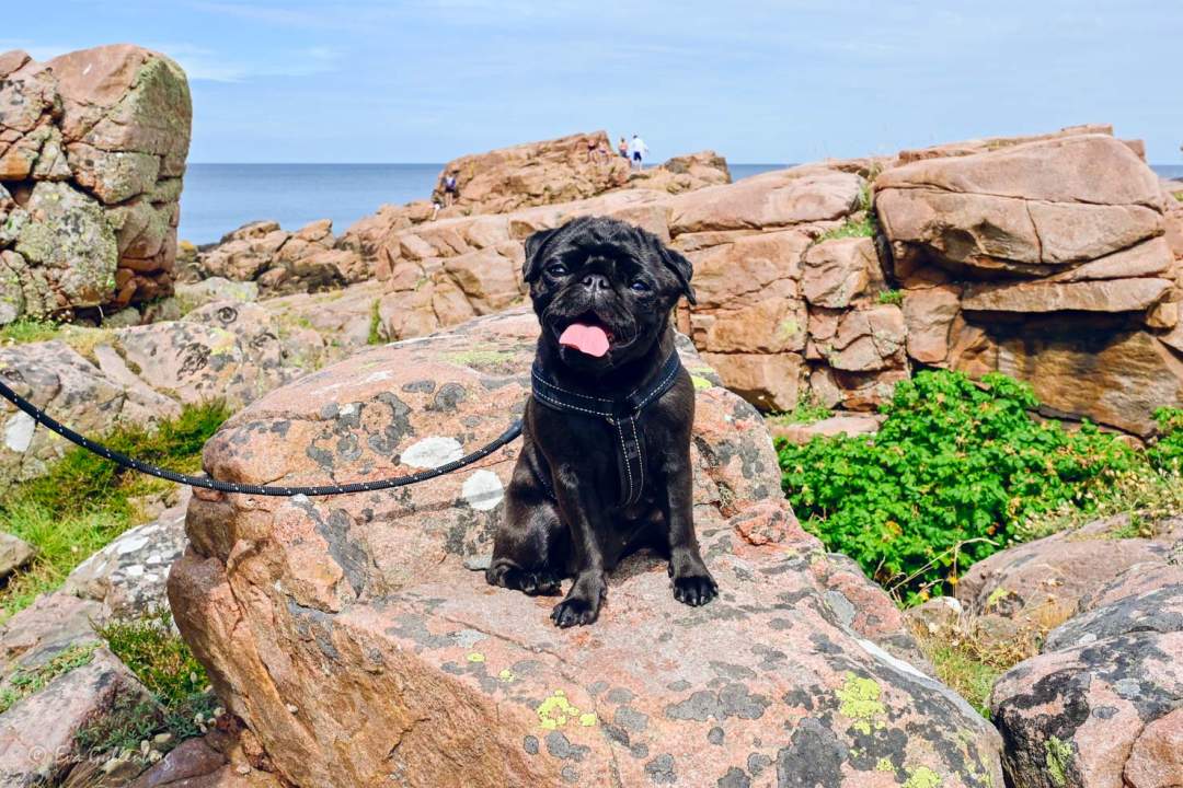 Liten svart hund sitter på en klippa vid havet en varm julidag