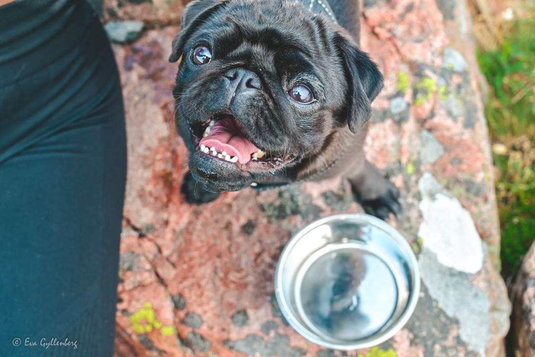 Glad hund vid en vattenskål