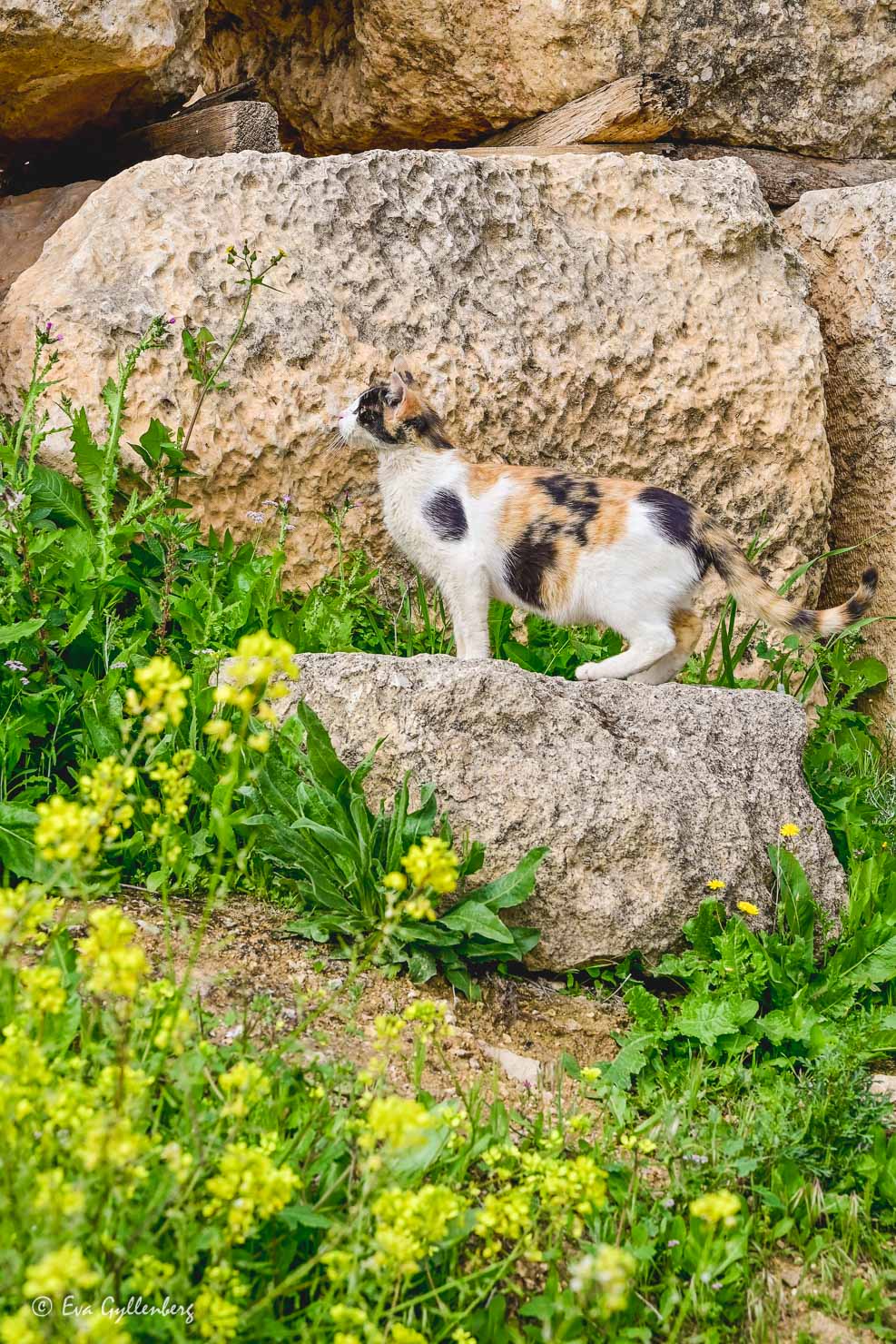 Nyfiken vitbrun katt bland stenar