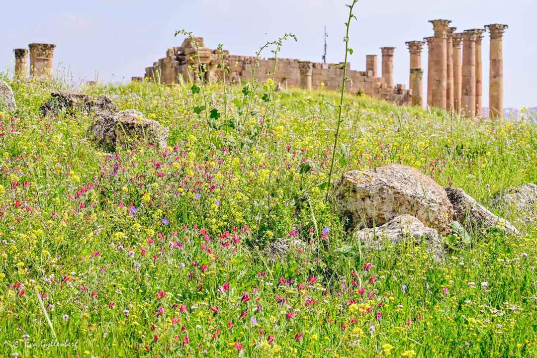 Vårblommor på en äng med ruiner i bakgrunden