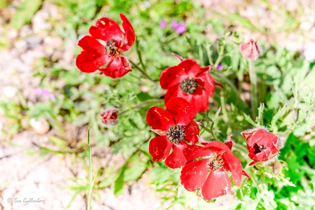 Röda blommor på stenig mark