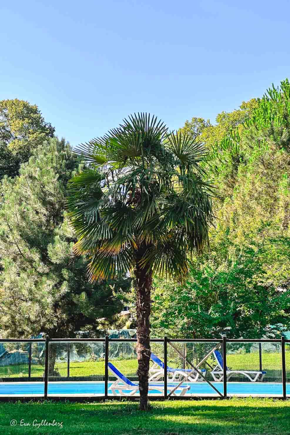 En palm mitt i bilden med en pool i bakgrunden