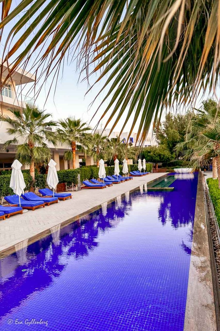 En väldigt blå pool med solstolar omgiven av palmer på Hyatt Regency i Aqaba