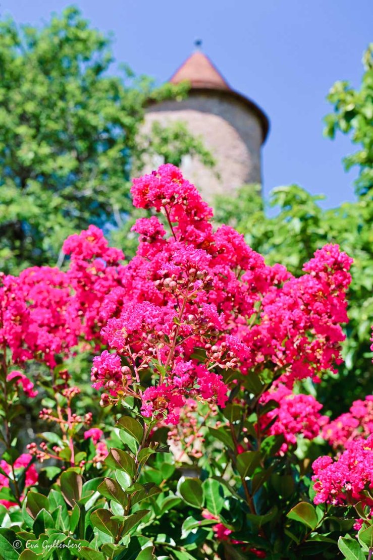 Rosa blommande buske med ett slottstorn i bakgrunden