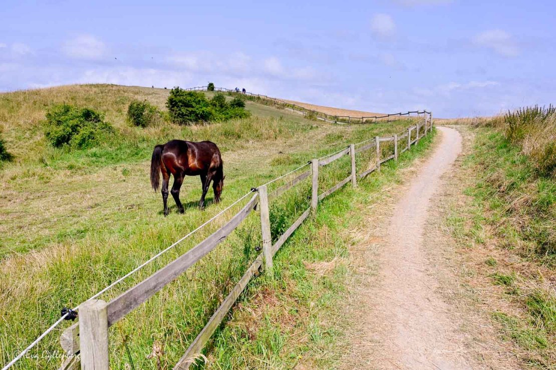 Mörkbrun häst betar på en kulle vid en cykelväg