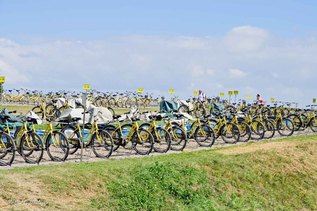 Ett hav av gula cyklar på cykeluthyrningen på Ven