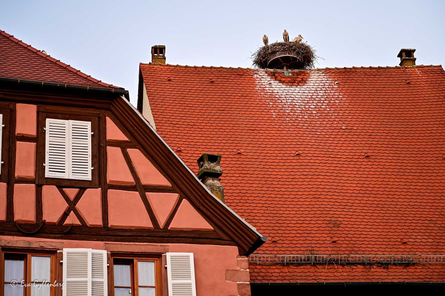 Storkar på tegeltak i Alsace