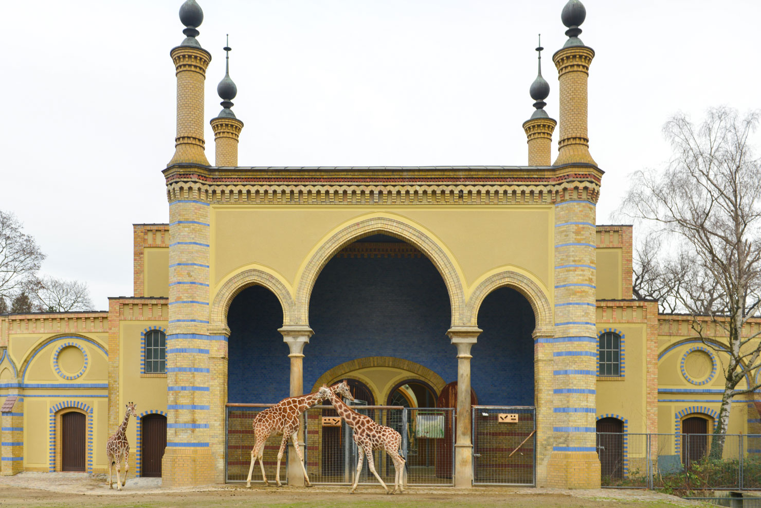 Giraffer på ett zoo