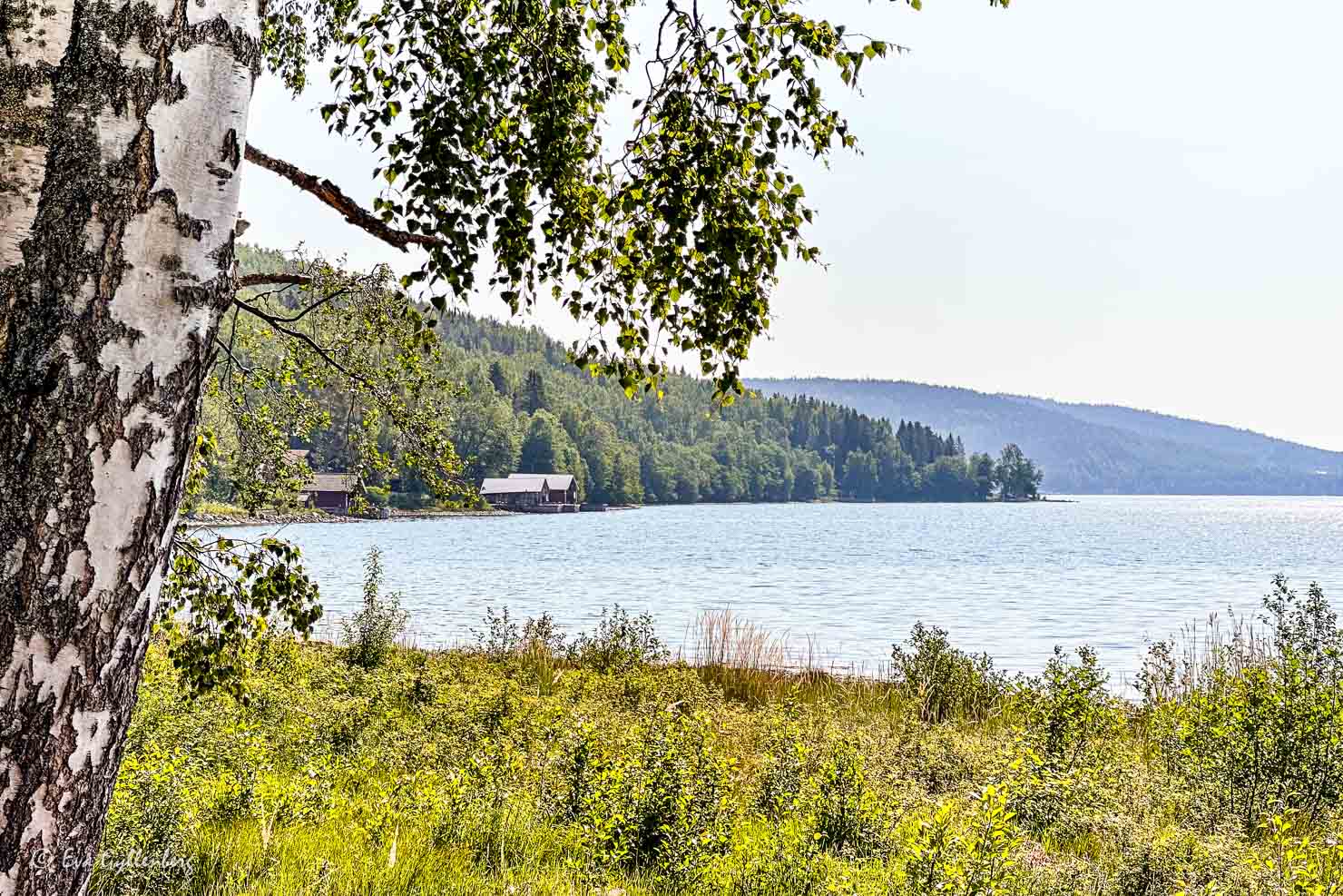 en björk lutar sig ut mot havet och två sjöbodar