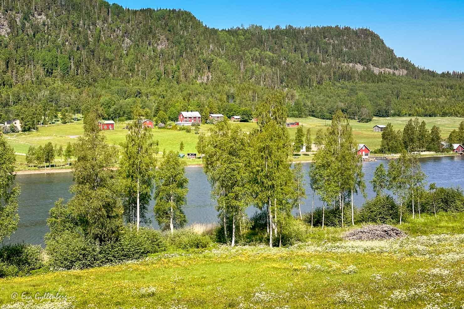 röda stora trähus vid en flor med björkar