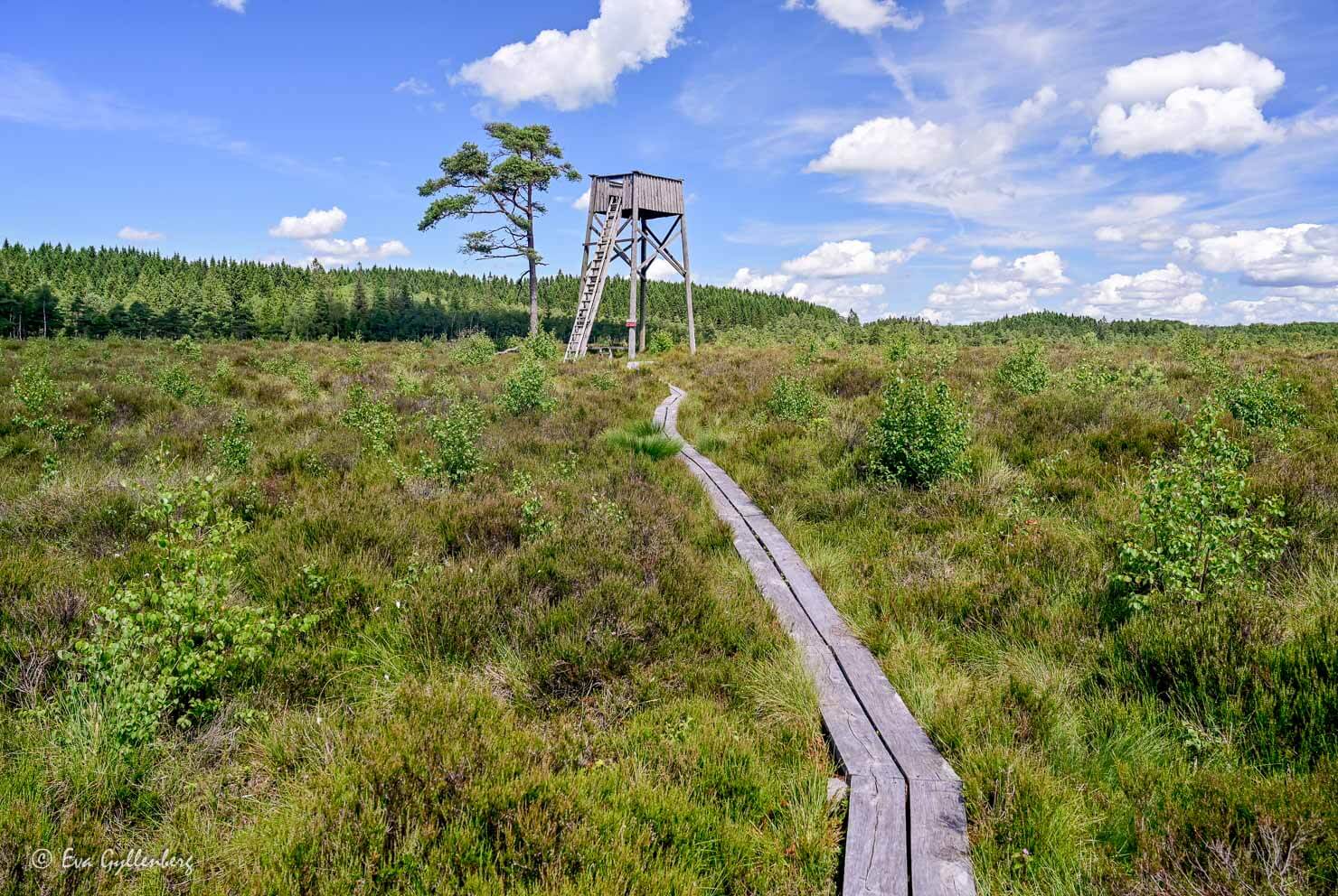 Spångar och utsiktstorn över en mosse en solig dag