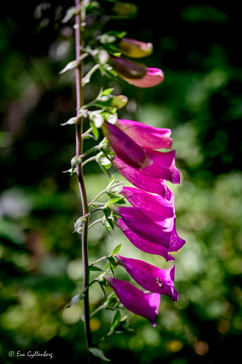 Rosa digitalis