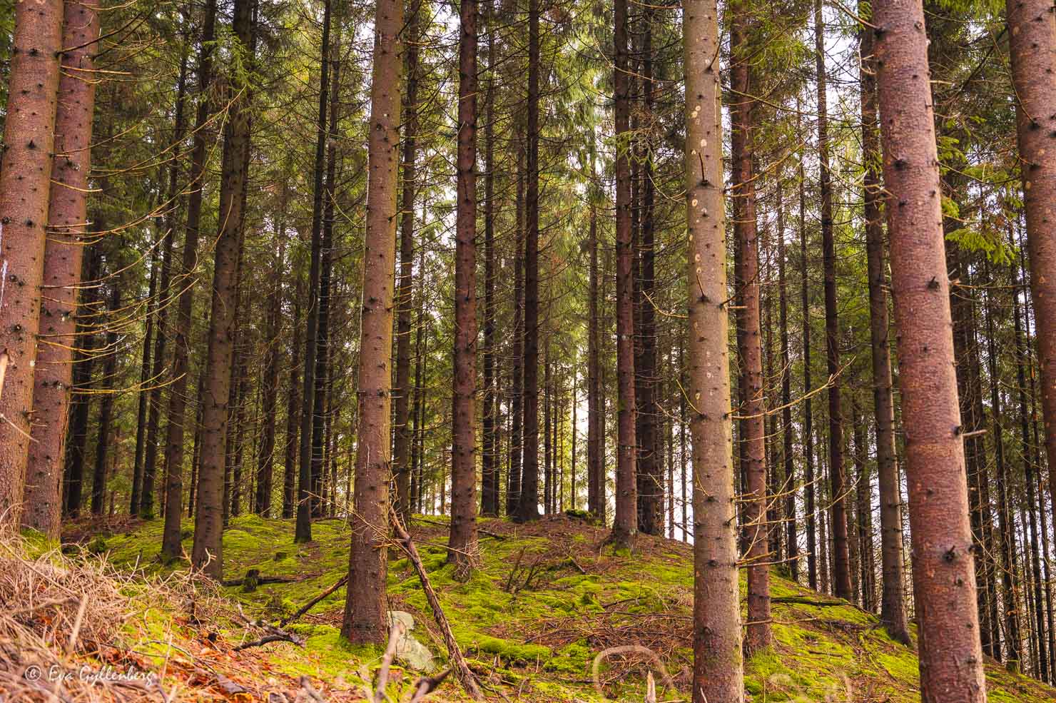 Tät skog med mossa