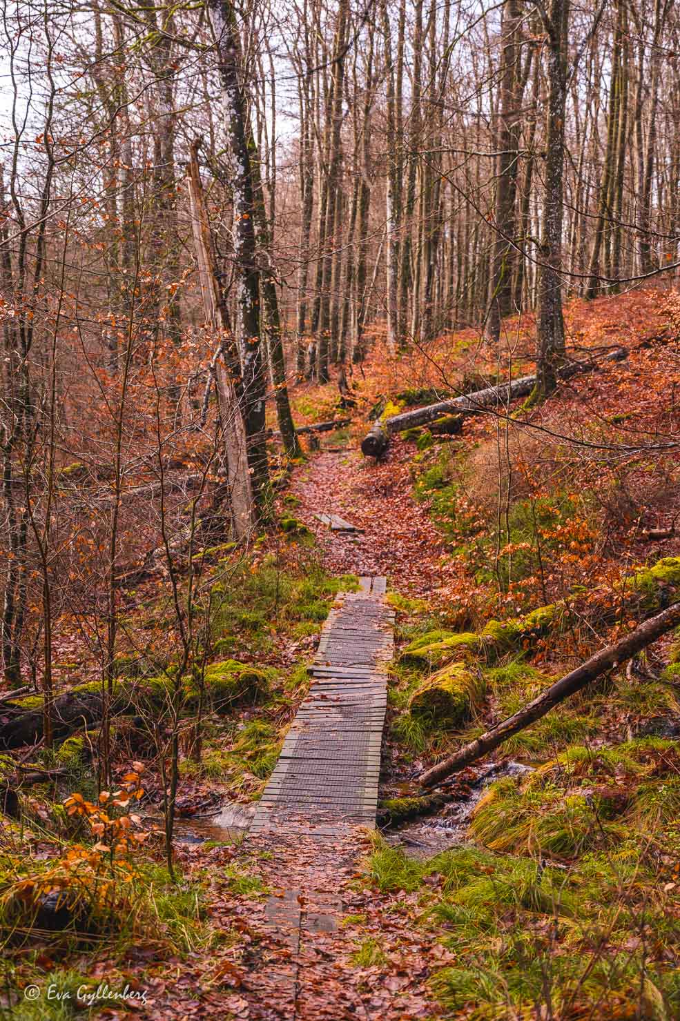 bro över en vandringsled i en höstfärgad skog utan löv