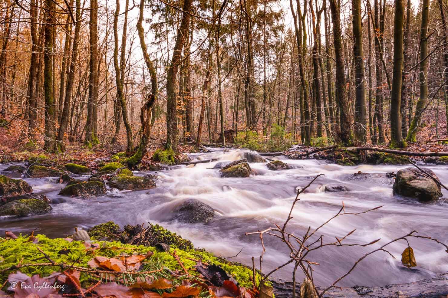 Rinnande bäck i höstskrud i naturreservat