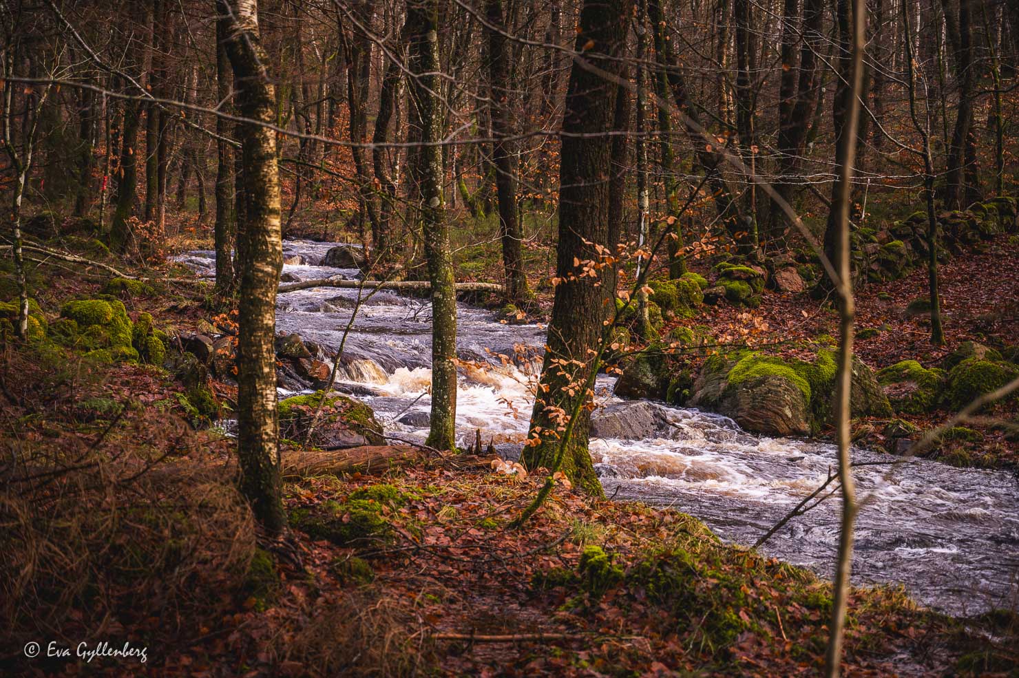 Rinnande vatten i en skog